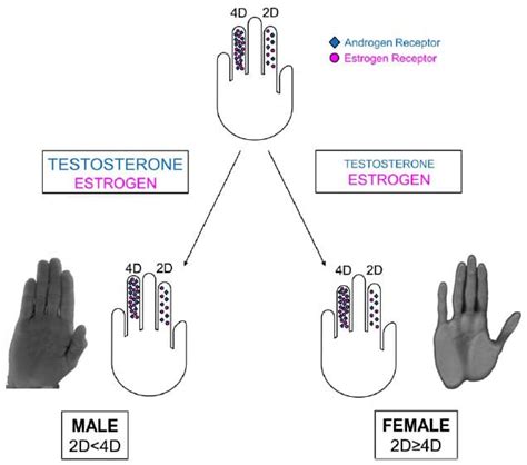 2D:4D Ratio, Testosterone, and Masculinity .